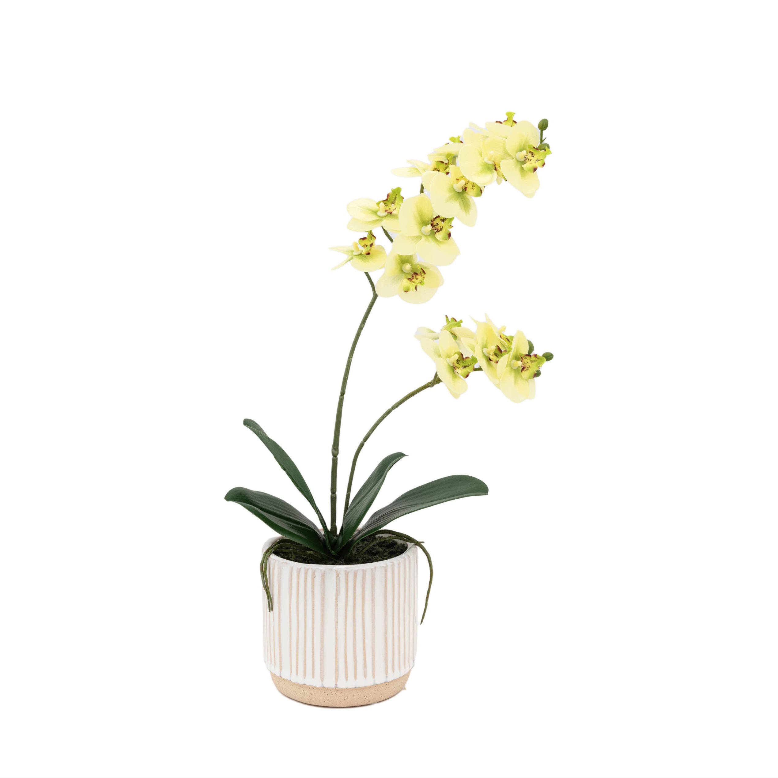 Artificial Orchid Cream in Ribbed White Ceramic Pot | Large